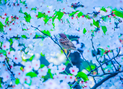 櫻花