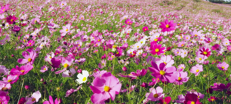 波斯菊花海