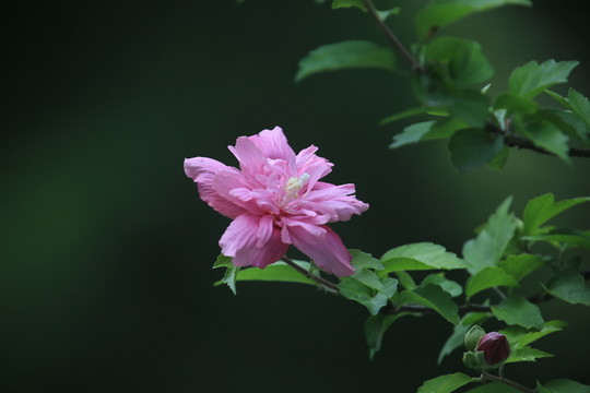 木槿 木芙蓉