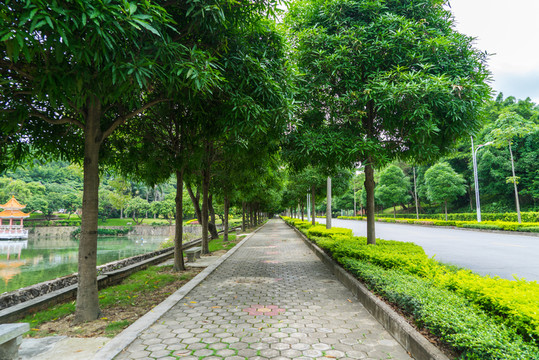 樹蔭小路
