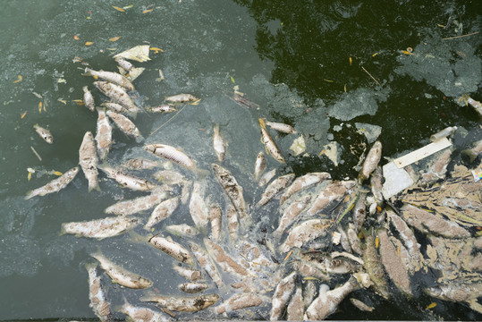 死魚