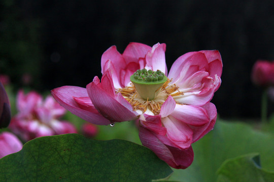 荷花