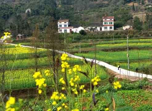 田園風光 油菜花