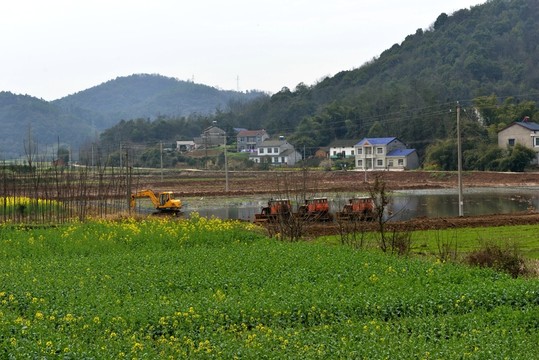 田園風(fēng)光 油菜花