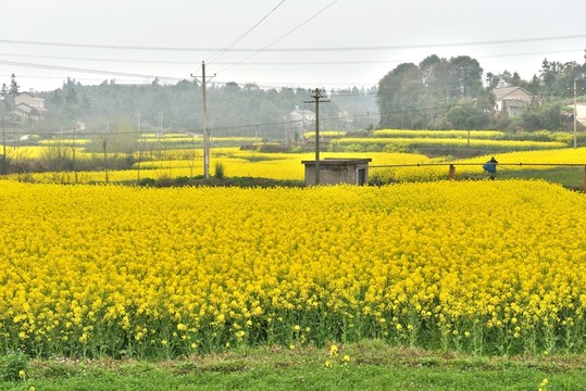 油菜花 田園風光