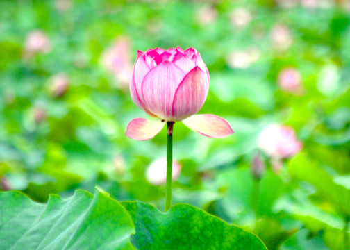 荷花 蓮花