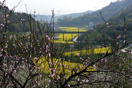 桃花 桃花園