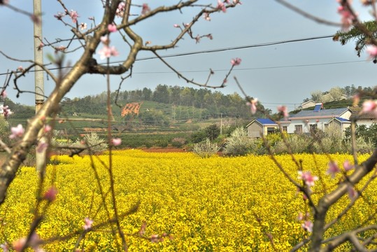 油菜花 田園風(fēng)光