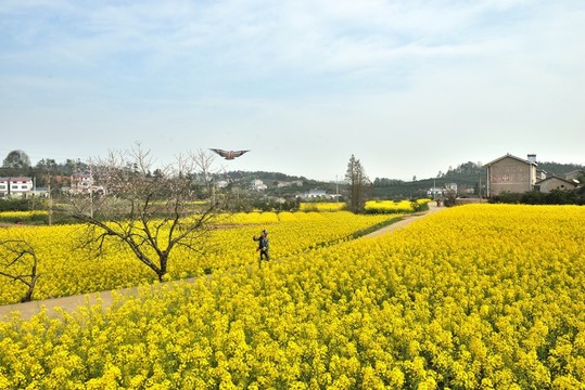 油菜花 田園風(fēng)光