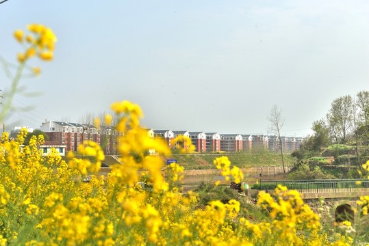 田園風(fēng)光 花