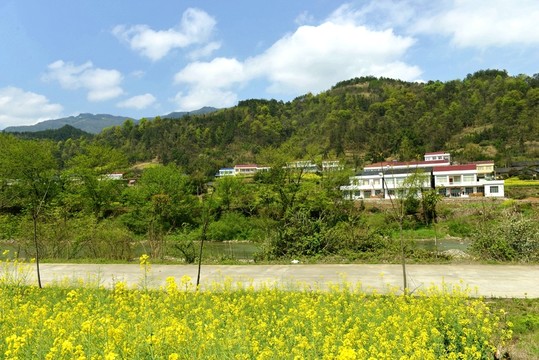 油菜花 田園風(fēng)光