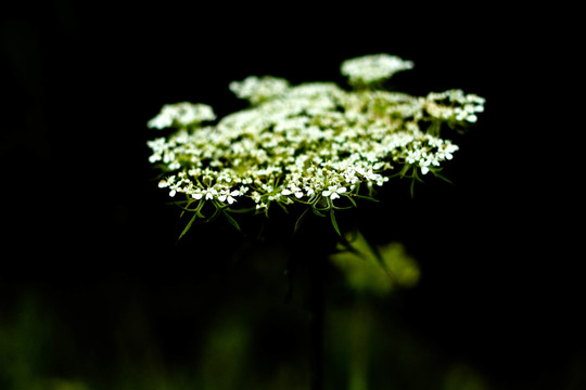 野白花