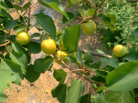 珍珠油杏