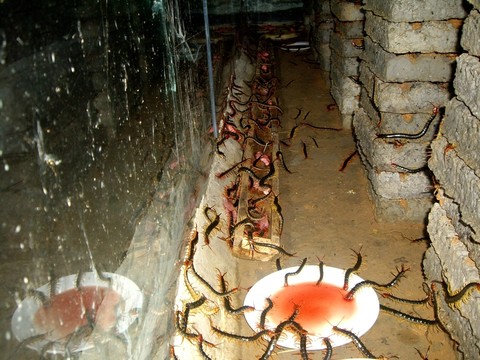 蜈蚣
