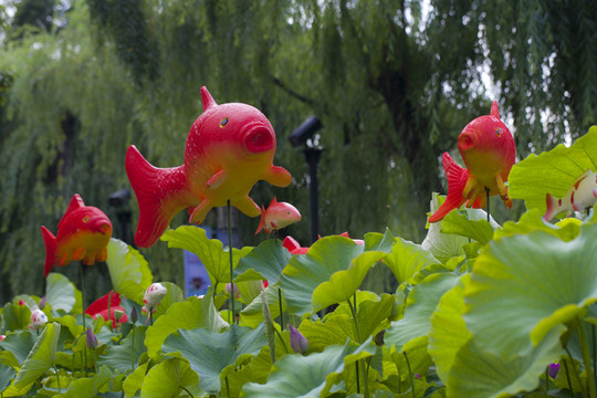 荷花