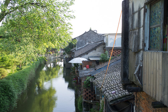 楓涇 河道