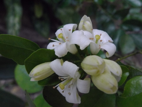 米蘭花
