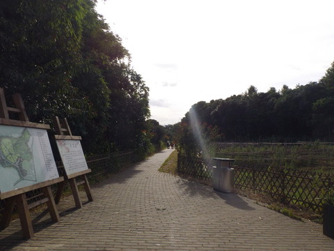 陽光風景