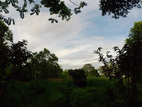 林間風景