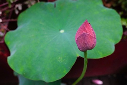 荷花