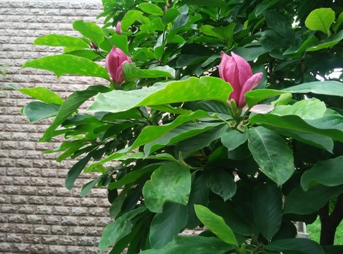 植物