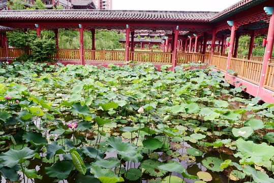 荷花池公園亭子