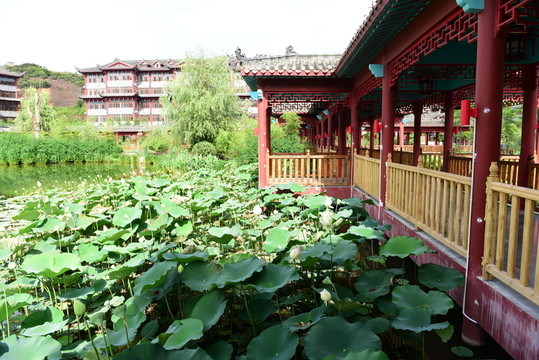 荷花池公園亭子