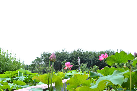 荷花池