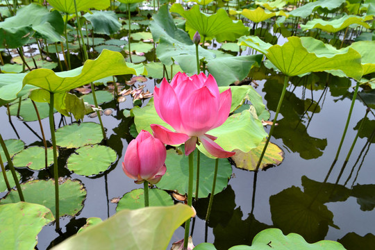 荷花