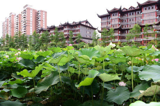 荷花和中式建筑