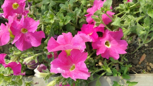 花