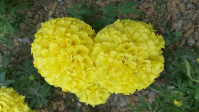 花