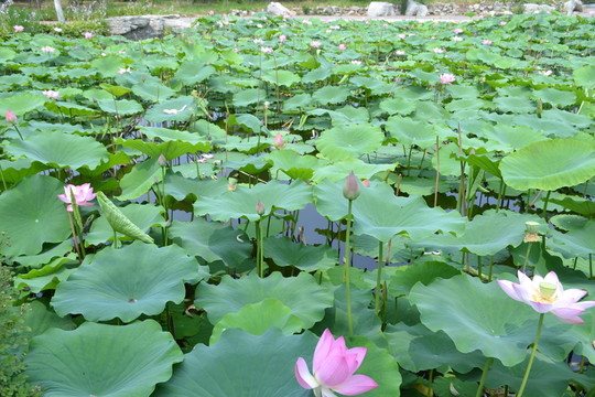 荷花池