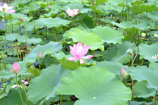 荷花池