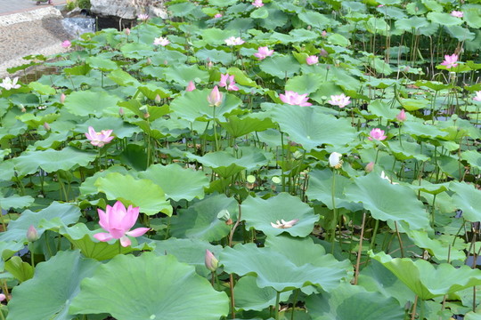 荷花池