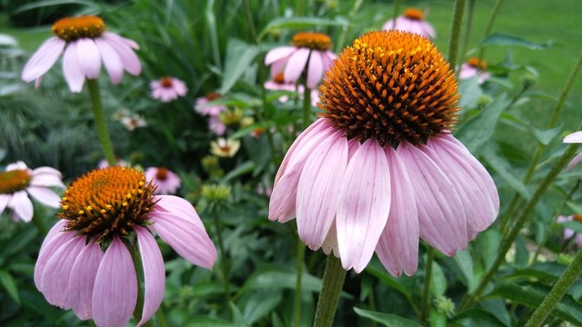花
