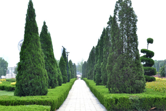 青松造型 公園景觀