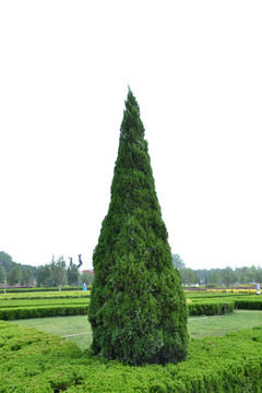 松樹造型