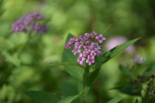 小紫花
