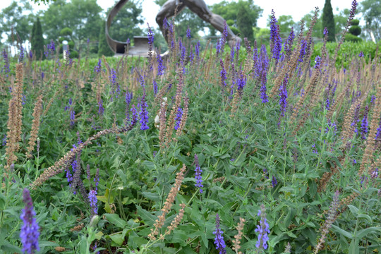 薰衣草花田
