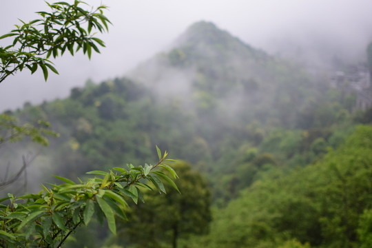 朝圣之路