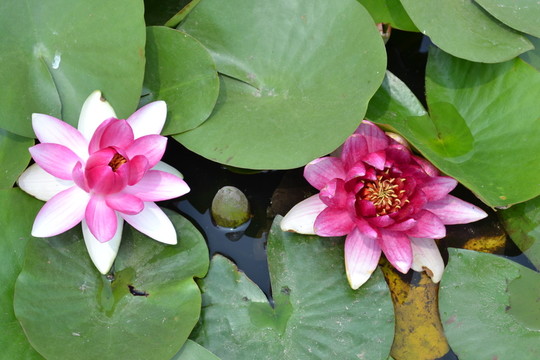 蓮花