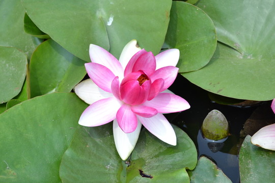 蓮花