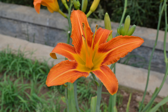 黃花菜