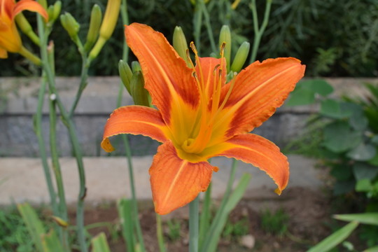 黃花菜