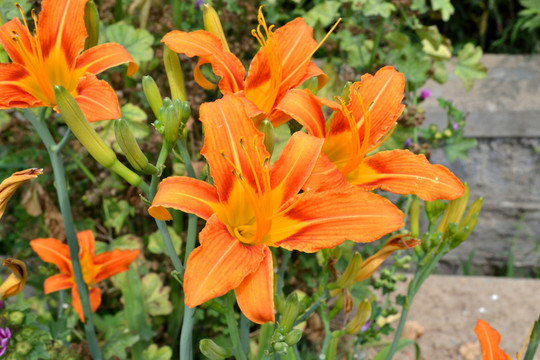 黃花菜