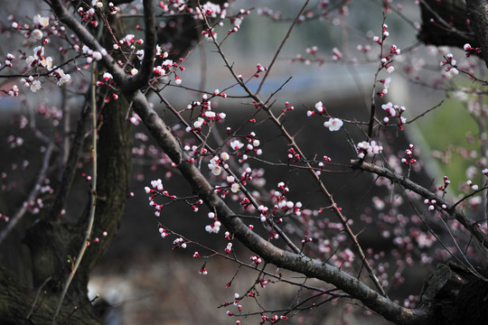 樹林 樹木