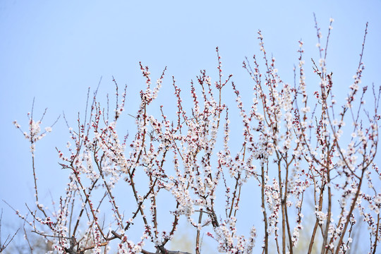 杏樹(shù)開(kāi)花  杏樹(shù)枝葉