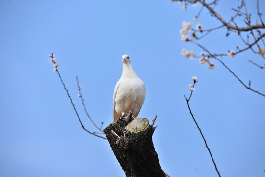 樹上鴿子