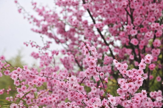 美人梅  梅花